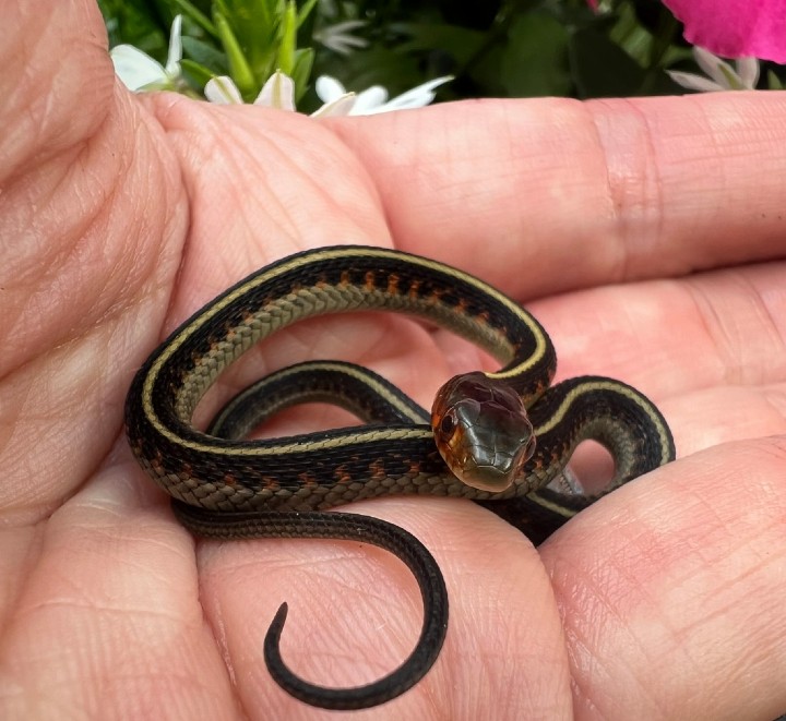 Oregon Red-spotted Garter Snake